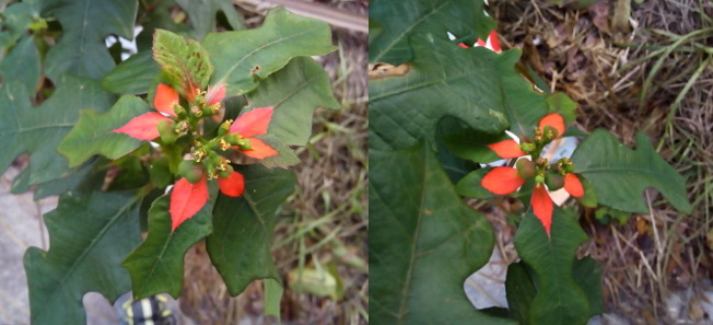 [Two photos spliced together. Both photos are top down views of a flower section of plant. The leaves are medium green but around the flower section the inner part of the leaf is red orange in a petal shape. The color extends less than one-third of the length of the leaf but ends in a point just like a petal might. At the center of the bloom are green bulb-like things.]